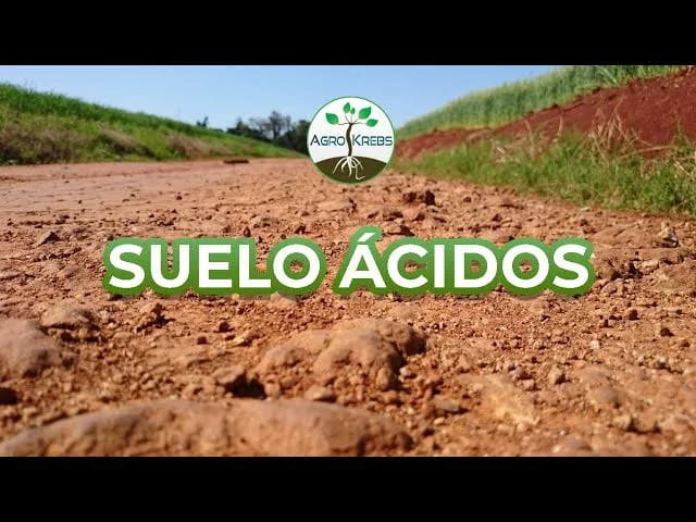 Qué plantas son de suelo ácido: Guía completa para tu jardín