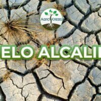 suelos-alcalinos