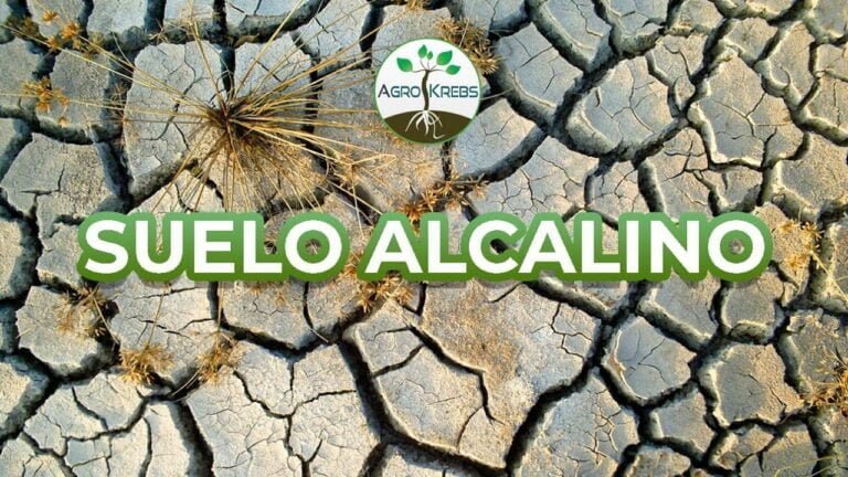 Qué fertilizantes usar en suelos alcalinos