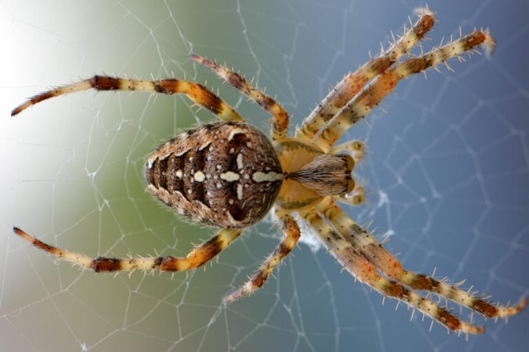 Qué significa soñar con una araña grande: Interpretación y simbolismo