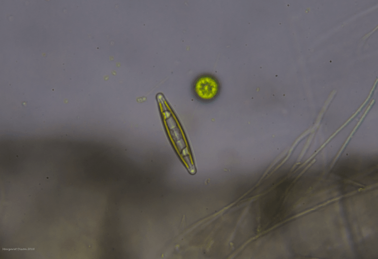 Diatomeas: Cómo Sobreviven en Agua Dulce y Salada
