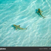 tiburon-nadando-en-aguas-cristalinas