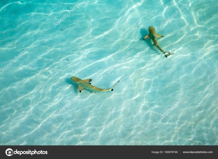 Tiburones en Puerto Vallarta, México: ¿Es seguro nadar?