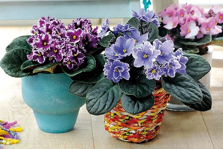 Qué sale violeta: Descubre las mejores plantas y flores para tu jardín