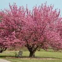 Todo lo que debes saber sobre el tiempo de fructificación de los árboles de cerezo en tu jardín