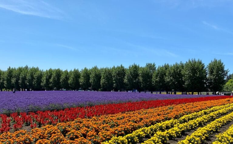 Todo lo que debes saber sobre el tulipán azul: significado y cuidados en la jardinería