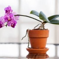 Todo lo que necesitas saber sobre el tiempo de floración de las orquídeas: ¿cuánto tardan en volver a florecer?