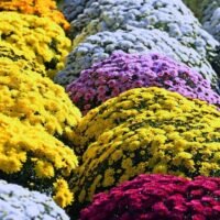 Todo lo que necesitas saber sobre la duración de las flores de crisantemo en tu jardín