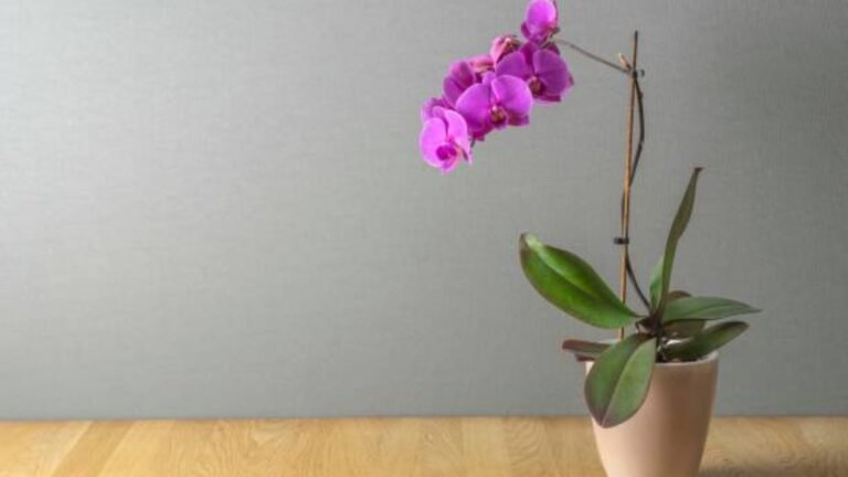 Todo lo que necesitas saber sobre la elección correcta de la maceta para tus orquídeas