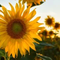 todo-lo-que-necesitas-saber-sobre-la-reproduccion-de-plantas-de-girasol-desde-la-siembra-hasta-la-cosecha