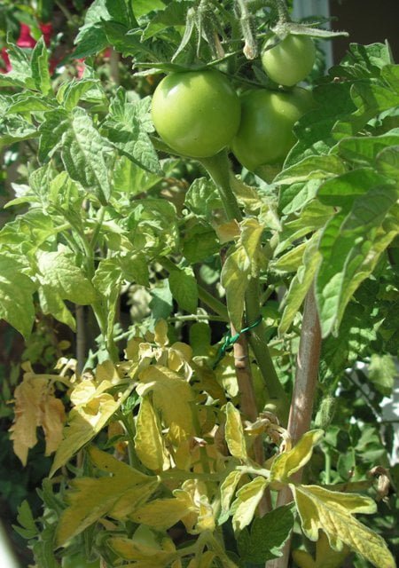 Cómo regar los tomates recién plantados