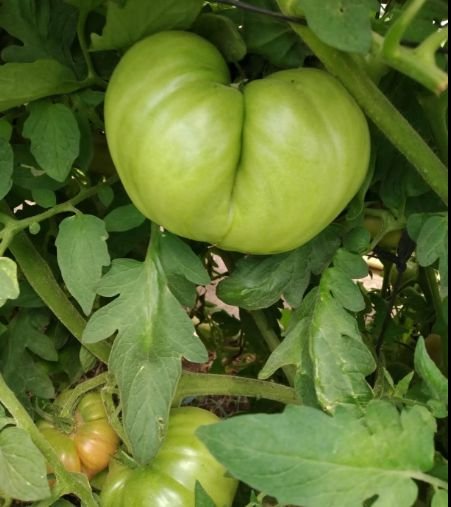 Descubriendo el Tomate Tres Cantos: Guía de Cultivo y Cuidados