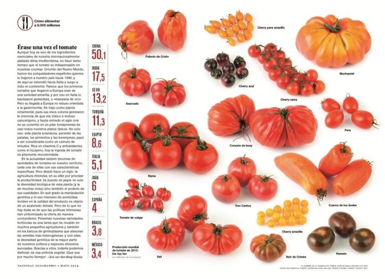 ¿Qué fue de el tomate? Descubre su historia y su papel en la jardinería moderna