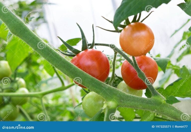 Qué fue de Gabri y su tomate: Una historia de jardinería exitosa