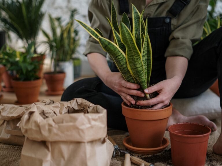 Cuando no trasplantar plantas: Consejos y mejores prácticas en jardinería