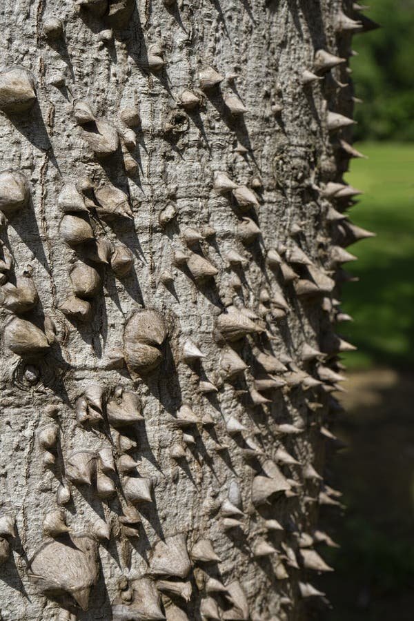 Por qué tiene espinas La Ceiba: Descubre los secretos de este árbol majestuoso