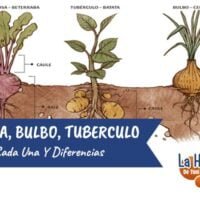 tuberculos-bulbos