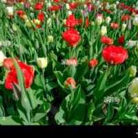 tulipanes-de-diferentes-colores-florecen-en-el-jardin-flores-de-tulipan-para-hermosos-petalos-coloridos-a-principios-de-primavera-2r2xb10