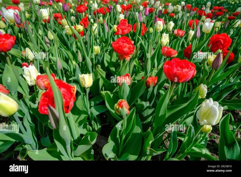 Qué cuidados se deben tener con los tulipanes