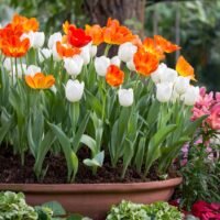 tulipanes-maceta