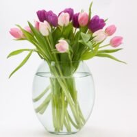tulipanes-radiantes-consejos-para-evitar-que-se-marchiten