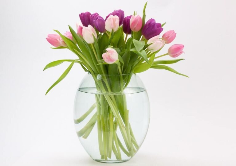 Tulipanes radiantes: consejos para evitar que se marchiten