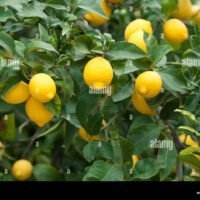 un-limonero-cargado-con-fruta-madura-c5ate0