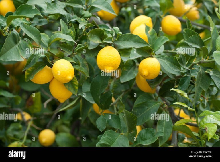 Cuánto tiempo produce limón un árbol: Guía completa para jardineros