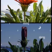 una-secuencia-de-dos-paneles-collage-demostrando-la-fotosensibilidad-de-gazania-flor-que-cierra-por-la-noche-b3ph8x