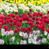 una-variedad-de-diferentes-colores-en-los-tulipanes-florecen-en-un-jardin-de-primavera-en-china-2ahnmgj