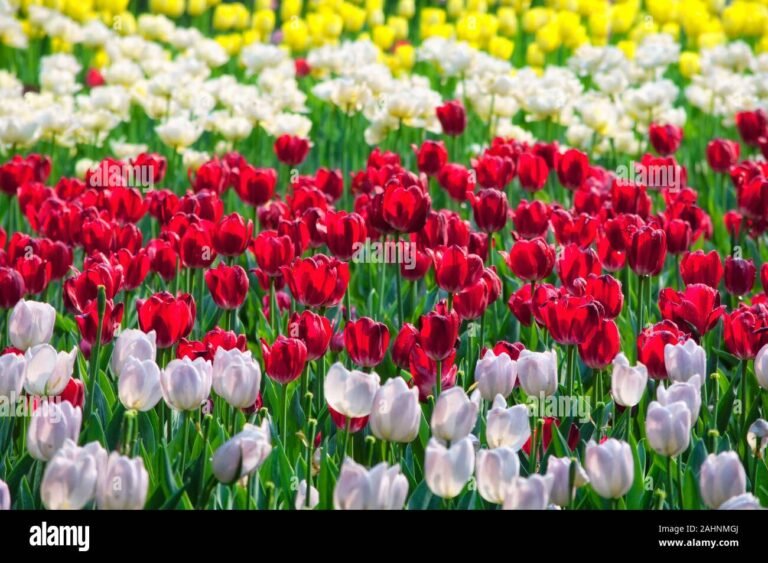 Cuántas veces puede florecer un tulipán