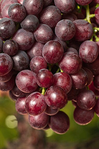 Cómo se llama la uva sin semilla: Todo sobre esta variedad en jardinería