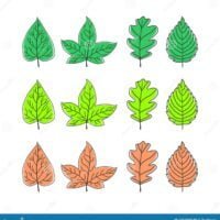 varios-tipos-de-hojas-en-diferentes-colores-describir-la-forma-que-pueden-utilizarse-como-simbolos-relacionados-con-naturaleza-171269649