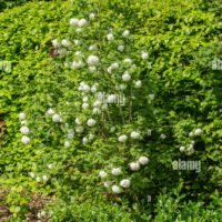 viburnum-opulus-roseum-la-bola-de-nieve-arbol-en-plena-floracion-j64ar9