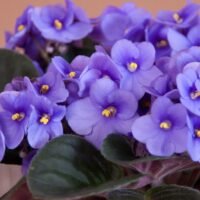 violetas-africanas
