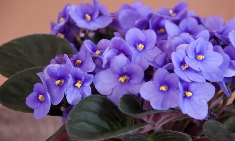 Qué abono puedo usar para las violetas africanas