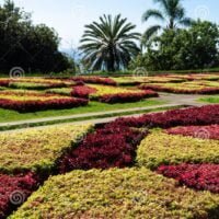 vistas-al-paisaje-de-la-celebre-alfombra-flores-coloridas-del-jardin-botanico-funchal-madeira-portugal-isla-vista-color-cielo-185638906