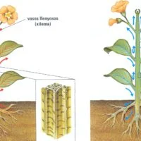 xilemaxilemafloema