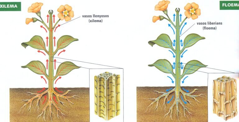 Qué transporta el tallo: Un viaje por la anatomía de las plantas
